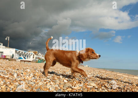 Bexhill-on-Sea, East Sussex, Vereinigtes Königreich. 15 Sep, 2017. UK Wetter. Cockapoo Welpen Pip-Uhren auf die ominöse grauen Wolken über einem blauen Himmel in Bexhill Strand Eingreifen in East Sussex. Credit: Rob Powell/Alamy leben Nachrichten Stockfoto