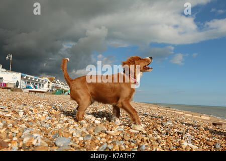 Bexhill-on-Sea, East Sussex, Vereinigtes Königreich. 15 Sep, 2017. UK Wetter. Cockapoo Welpen Pip-Uhren auf die ominöse grauen Wolken über einem blauen Himmel in Bexhill Strand Eingreifen in East Sussex. Credit: Rob Powell/Alamy leben Nachrichten Stockfoto