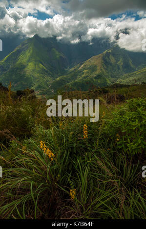 Alpenblume Mountain Valley Stockfoto