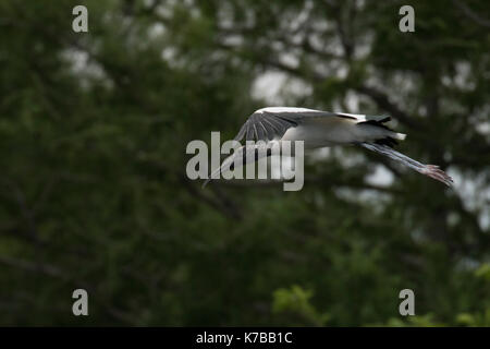 Woodstork Holz Storch Storch Vogelgrippe mycteria americana Holz ibis Stockfoto