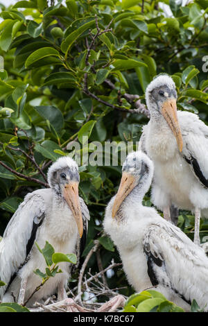 Woodstork Holz Storch Storch Vogelgrippe mycteria americana Holz ibis Stockfoto