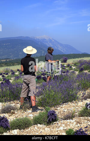 Récolte de la lavande en Drôme Provençale chez M. Busi Ferrassières F 26 Stockfoto