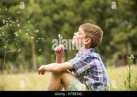 Boy bläst Löwenzahn seedhead Stockfoto