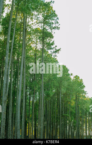 Woods Stockfoto