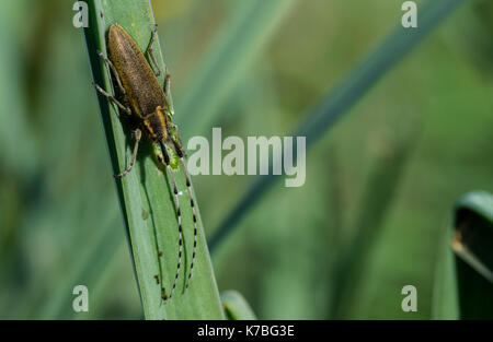 Eine gelbe Asphodel lange Gehörnten Käfer, Agapanthia asphodeli, (Insekt) mit seinen zwei sehr lange Antennen auf einem asphodel Blatt in Malta. Stockfoto