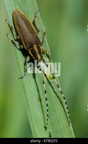 Eine gelbe Asphodel lange Gehörnten Käfer, Agapanthia asphodeli, (Insekt) mit seinen zwei sehr lange Antennen auf einem asphodel Blatt in Malta. Stockfoto