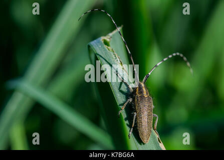 Eine gelbe Asphodel lange Gehörnten Käfer, Agapanthia asphodeli, (Insekt) mit seinen zwei sehr lange Antennen auf einem asphodel Blatt in Malta. Stockfoto