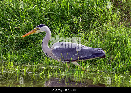 Ein Storch Vogel Jagd in einem lokalen See Stockfoto