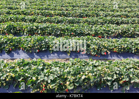 Erdbeerfeld, frische Erdbeeren von Chinesischen Farm Stockfoto