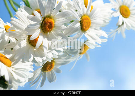 Extreme Nahaufnahme von ox-eye daisy flowers auf blauem Hintergrund mit Nachhall Stockfoto