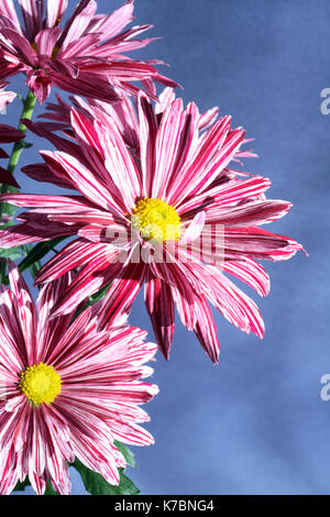 Extreme Nahaufnahme von schön rosa Blüten auf dunklem Hintergrund Stockfoto