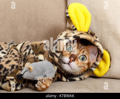 Weibliche Bengalkatze Kitten auf Sofa in Leopard Kostüm spielen mit einem Spielzeug maus Model Release: Nein Property Release: Ja (CAT). Stockfoto