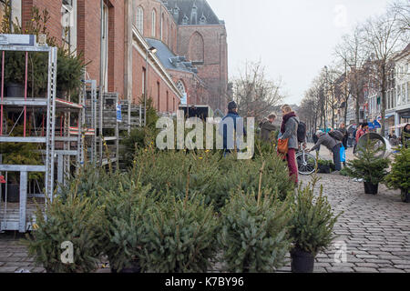 Verkauf von Weihnachtsbäumen auf dem Markt von Groningen in den Niederlanden Stockfoto