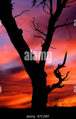 Berg mahagoni Sonnenuntergang, Steens Mountain Wilderness, Steens Mountain Recreation Area, Oregon Stockfoto