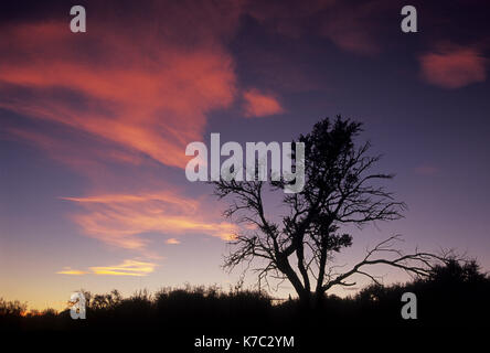 Berg Mahagoni sunrise, Steens Mountain Wilderness, Steens Mountain Recreation Area, Oregon Stockfoto