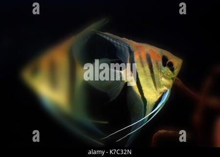 Freshwater angelfish oder Auchen scalare Stockfoto
