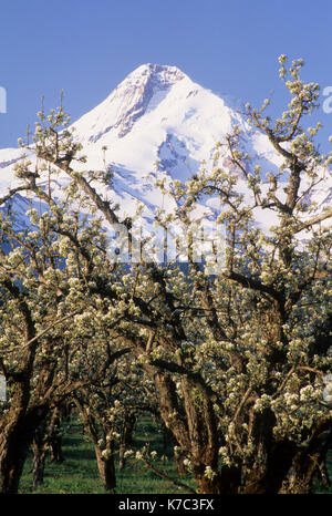 Birne Obstgarten in voller Blüte mit Mt Hood, Hood River County, Oregon Stockfoto