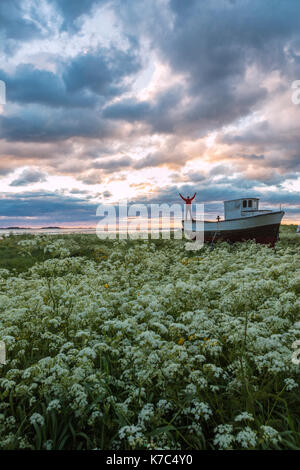 Wanderer auf dem Boot in den grünen Wiesen bewundert rosa Wolken und Mitternachtssonne Eggum Vestvagøy Lofoten Inseln Norwegen Europa Stockfoto