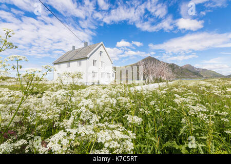 Feld der blühenden Blumen Rahmen der typische Holzhaus von Gipfeln und blaues Meer flakstad Lofoten norwegen Europa umgeben Stockfoto