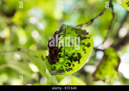 Quitte Blattfleckenkrankheit close-up. Cydonia oblonga betroffen von diplocarpon mespili. Dunkle Flecken auf Laub, Blatt-stelle Krankheit. Stockfoto