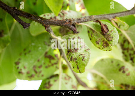 Quitte Blattfleckenkrankheit close-up. Cydonia oblonga betroffen von diplocarpon mespili. Dunkle Flecken auf Laub, Blatt-stelle Krankheit. Stockfoto