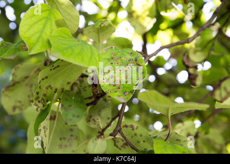 Quitte Blattfleckenkrankheit close-up. Cydonia oblonga betroffen von diplocarpon mespili. Dunkle Flecken auf Laub, Blatt-stelle Krankheit. Stockfoto