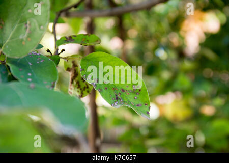 Quitte Blattfleckenkrankheit close-up. Cydonia oblonga betroffen von diplocarpon mespili. Dunkle Flecken auf Laub, Blatt-stelle Krankheit. Stockfoto