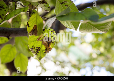 Quitte Blattfleckenkrankheit close-up. Cydonia oblonga betroffen von diplocarpon mespili. Dunkle Flecken auf Laub, Blatt-stelle Krankheit. Stockfoto