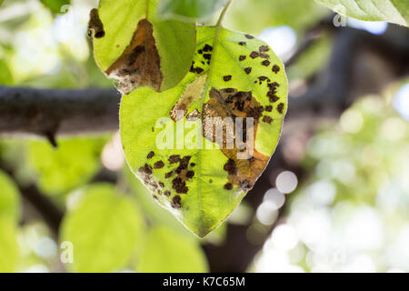 Quitte Blattfleckenkrankheit close-up. Cydonia oblonga betroffen von diplocarpon mespili. Dunkle Flecken auf Laub, Blatt-stelle Krankheit. Stockfoto