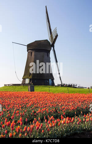 Rote Tulpe Felder und blue sky Frame die Mühle im Frühjahr berkmeer koggenland North Holland Niederlande Europa Stockfoto