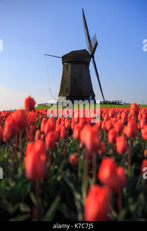Rote Tulpen im Vordergrund und blue sky Frame die Mühle im Frühjahr berkmeer koggenland North Holland Niederlande Europa Stockfoto