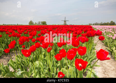 Bunte Tulpenfelder Frame die Mühle im Frühjahr berkmeer koggenland North Holland Niederlande Europa Stockfoto