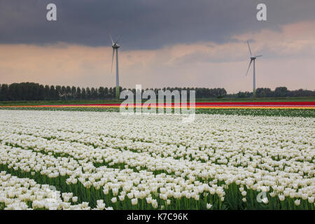 Bunte Tulpen von grünen Wiesen und Windkraftanlagen umgeben berkmeer koggenland Niederlande Nordholland Europa Stockfoto