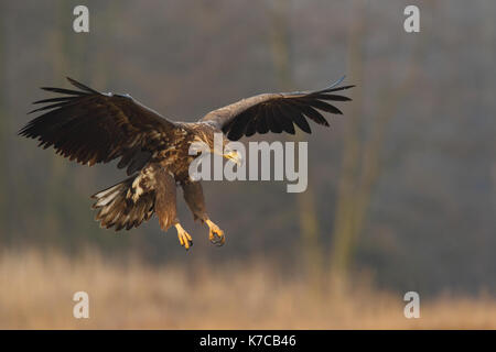 Weiße Seeadler im Winter roost Stockfoto