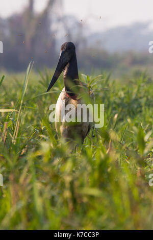 Brasilianischen Pantanal - Jabiru Stockfoto