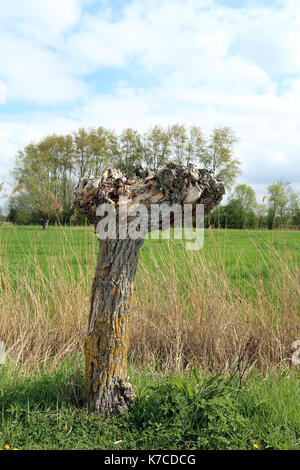 Polarded Baum im Feld an der rue de la Grange Romelaere in Reserve (Naturschutzgebiet) außerhalb Clairmarais in der Nähe von St Omer, Pas-de-Calais, Ile-de-France Stockfoto