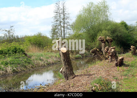 Pollarded Bäume neben der Wasserstraße in La Grange Finden (Naturschutzgebiet) außerhalb Clairmarais in der Nähe von St Omer, Pas-de-Calais, Ile de France, Frankreich Stockfoto