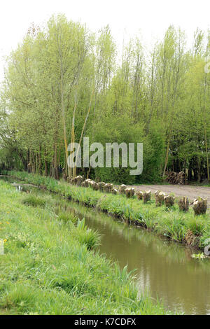 Pollarded Bäume neben der Wasserstraße in La Grange Finden (Naturschutzgebiet) außerhalb Clairmarais in der Nähe von St Omer, Pas-de-Calais, Ile de France, Frankreich Stockfoto