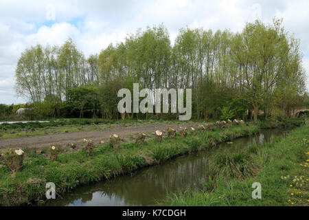 Pollarded Bäume neben der Wasserstraße in La Grange Finden (Naturschutzgebiet) außerhalb Clairmarais in der Nähe von St Omer, Pas-de-Calais, Ile de France, Frankreich Stockfoto