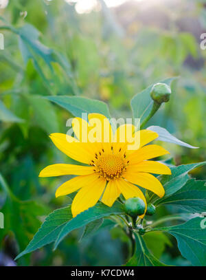 Mexikanische Sonnenblume (Tithonia diversifolia Unkraut). Geschlossen. Stockfoto
