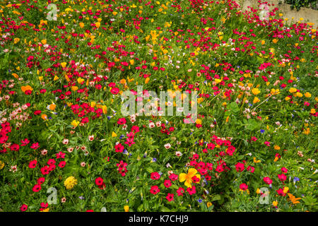 Frankreich, Center-Val de Loire, Touraine, Chinon, Blume, Feld unterhalb der Zinnen von Château-Chinon Stockfoto
