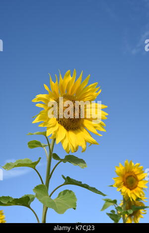 Zwei große gelbe Sonnenblumen in der Natur vor einem blauen Sommer mit keine Wolken. Copyspace Bereich für natürliche Flower Designs Stockfoto