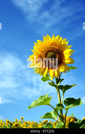 Sonnenblumen in vertikale Komposition mit blauem Himmel und weißen Wolken mit einem Feld von Reifen sunflwoers hinter Stockfoto