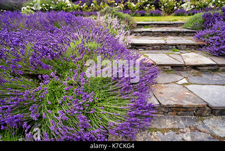 Lavendelsträuchern in voller Blüte Grenze Laufsteg mit Stein Schritte Stockfoto