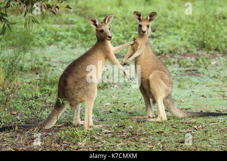 Ein paar der Östlichen Grauen Kängurus beim sparring Match im östlichen Australien anhalten. Stockfoto