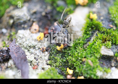 Ameisen sind auf der Suche nach Nahrung am Boden, Makroaufnahmen. Stockfoto