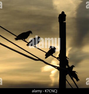 Truthahngeier mehrere Greifvögel sillouetted mit schwarzen Federn sitzen auf einem Stromleitungen und Post in Anza-Borrego Desert Stockfoto