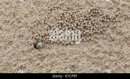 Ghost crab oder Krabbe Wind auf Sand im Makromodus geschossen. Stockfoto