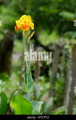 Gelb und Orange CANNA BLUME Stockfoto