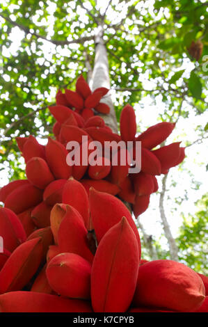 STERCULIA MEGISTOPHYLLA Stockfoto